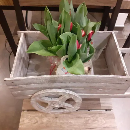 Nido Sul Mare 住宿加早餐酒店 阿拉西奥