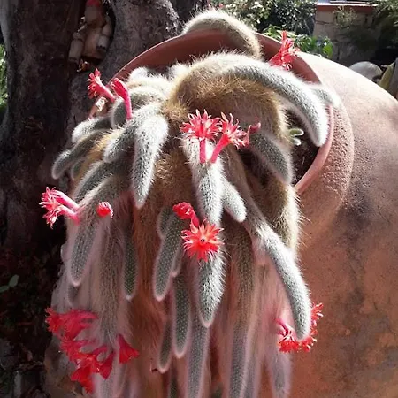 Nido Sul Mare Panzió