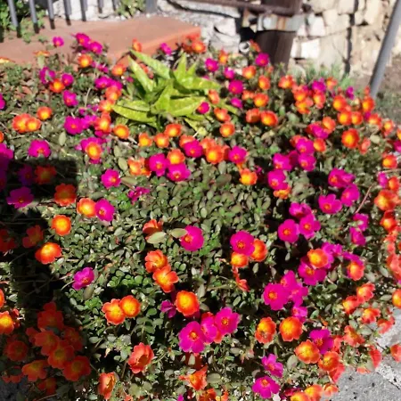 Nido Sul Mare Bed & Breakfast 3*