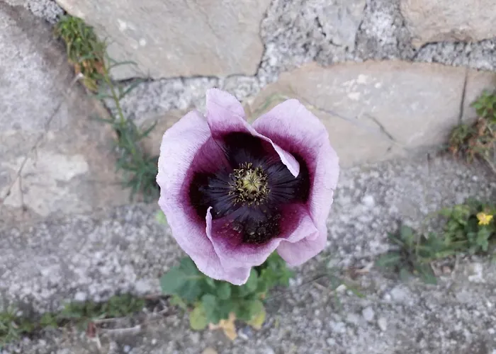 Nido Sul Mare Panzió 3*